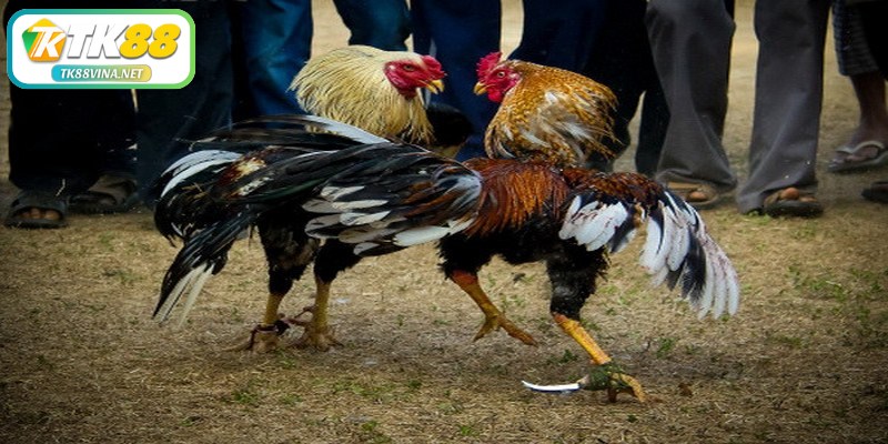 Cách chấp tiền gà chọi sẽ được xác định dựa trên nhiều yếu tố