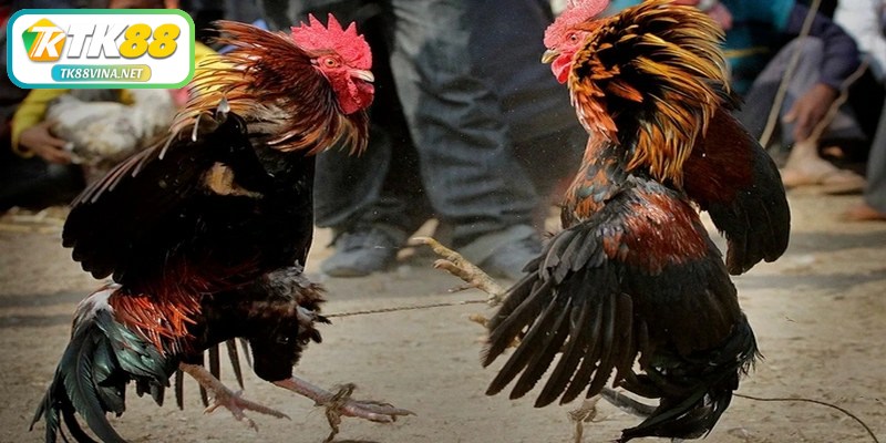 Hướng dẫn cách chấp tiền gà chọi hiệu quả