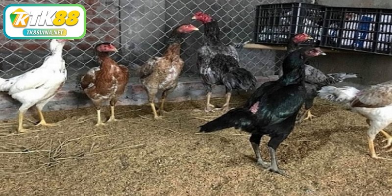 Cách đúc gà đá là quy trình chọn lọc và phối giống để tạo ra chiến binh mạnh