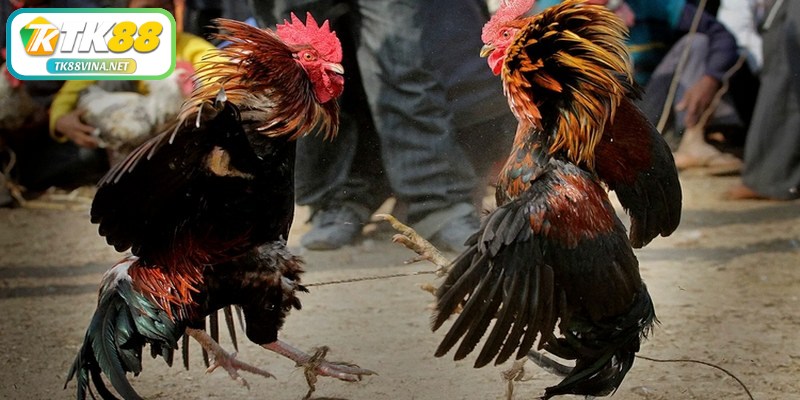 Chia sẻ cách đúc gà đá chuẩn xác, đạt hiệu quả tốt nhất hiện nay