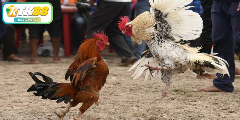 Mỗi trận đấu đá gà miền Bắc đều có những nguyên tắc và luật lệ rõ ràng