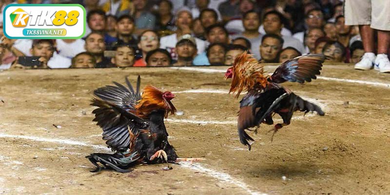 Thời gian thi đấu quy định trong luật đá gà miền Bắc