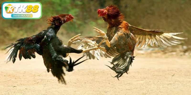 Luật đá gà miền Bắc có những quy định nghiêm ngặt về việc sử dụng cựa