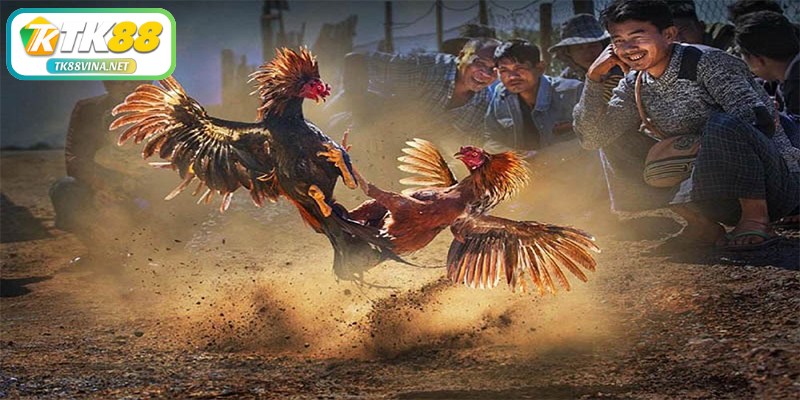 Thuật ngữ trong đá gà về các cửa đặt cược chính